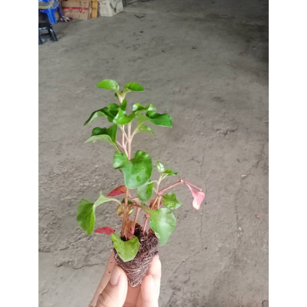 ต้นกล้า วอเตอร์เครส สีแดง red watercress สลัดน้ำ กล้าละ 10บาท