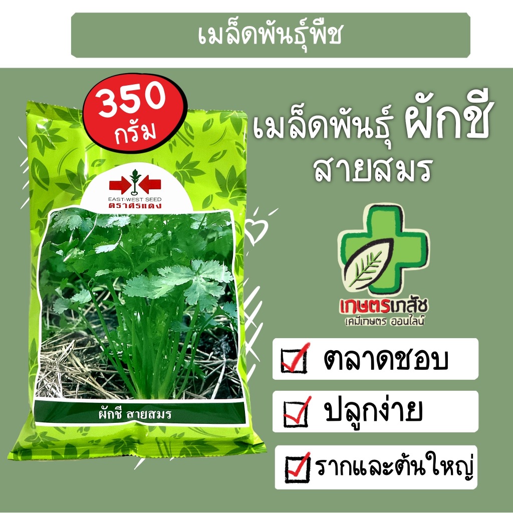 เมล็ดผักชี สายสมร ตราศรแดง ผักชีสายสมร 350g คุณภาพดี กอใหญ่ ต้นแข็งแรง รากใหญ่