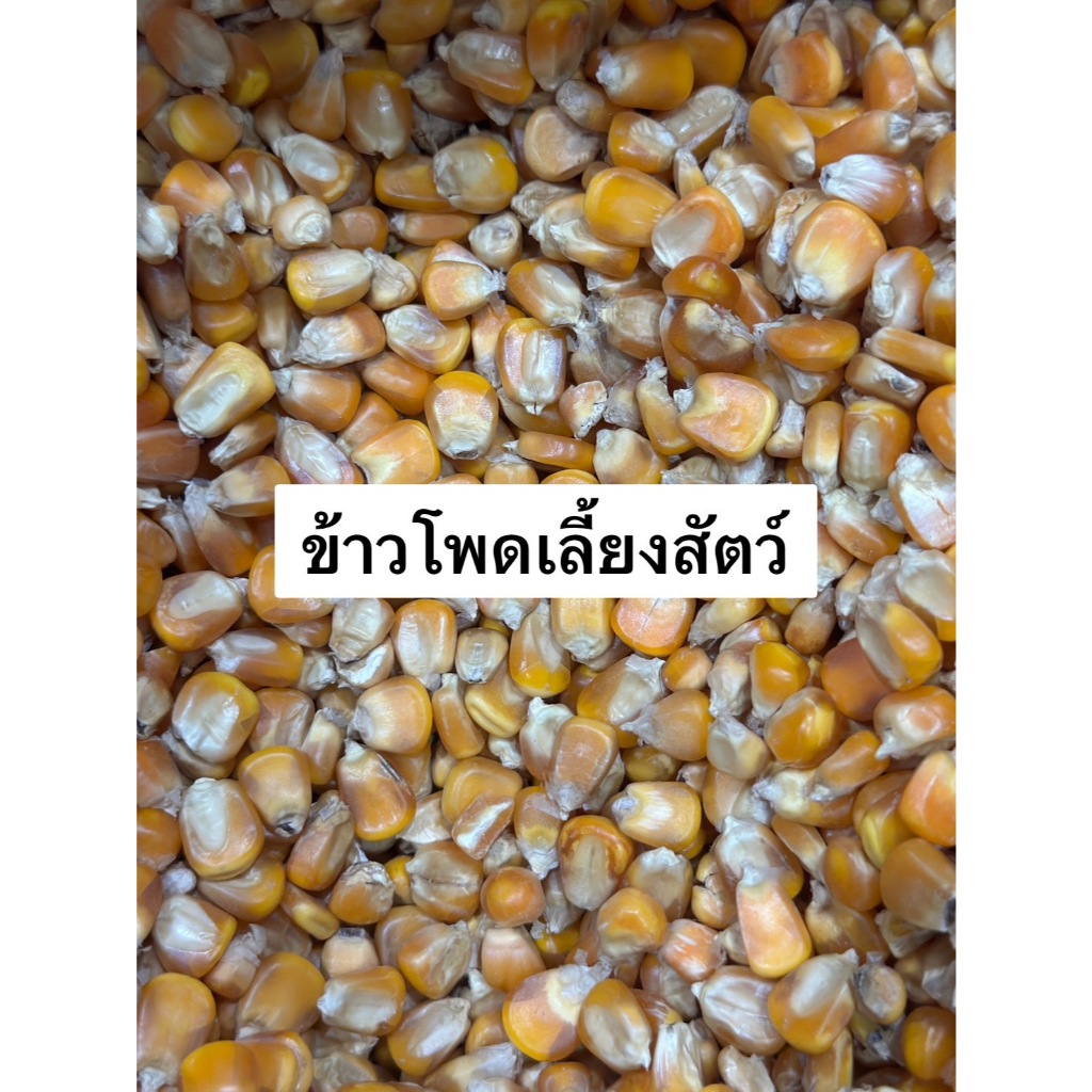 ข้าวโพดเม็ดเลี้ยงสัตว์ แบ่งขายเป็นกิโลกรัม ในถุงซิปล็อต