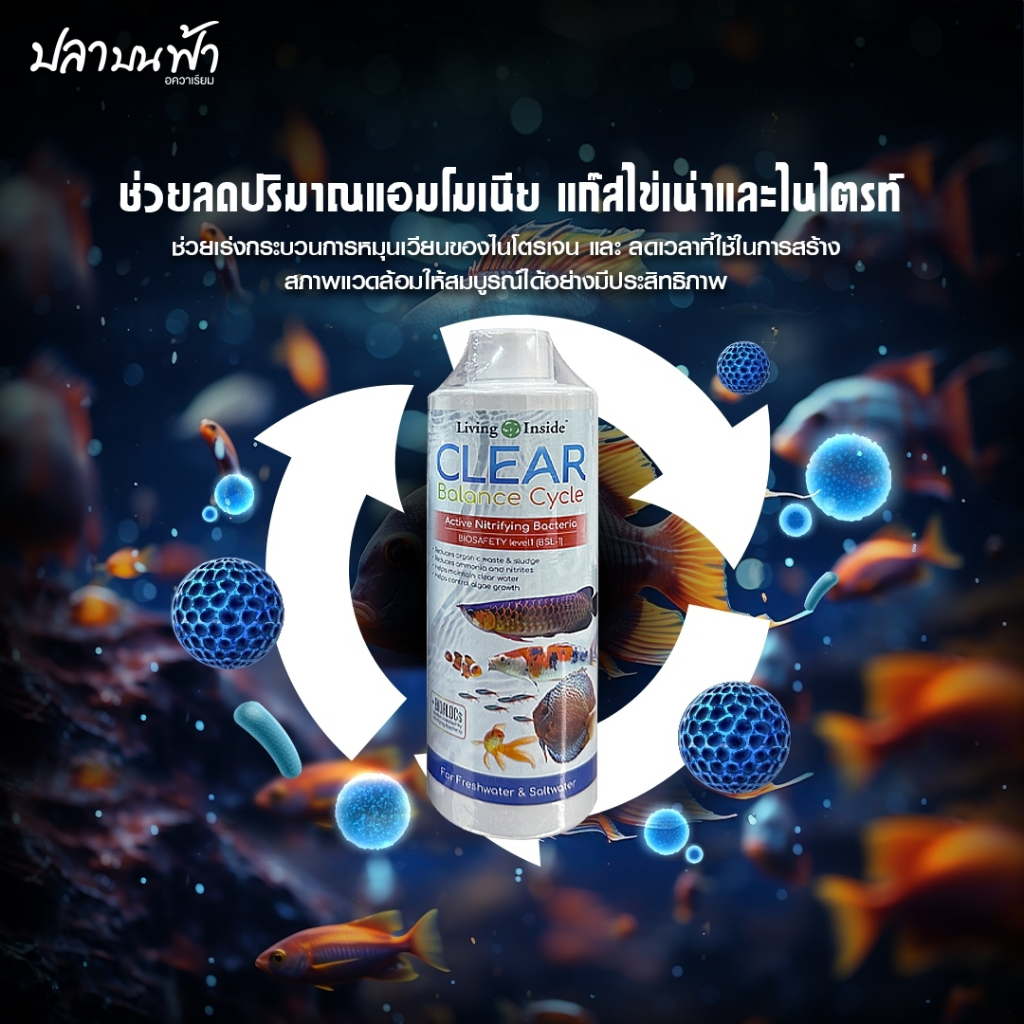 รูปภาพ 3