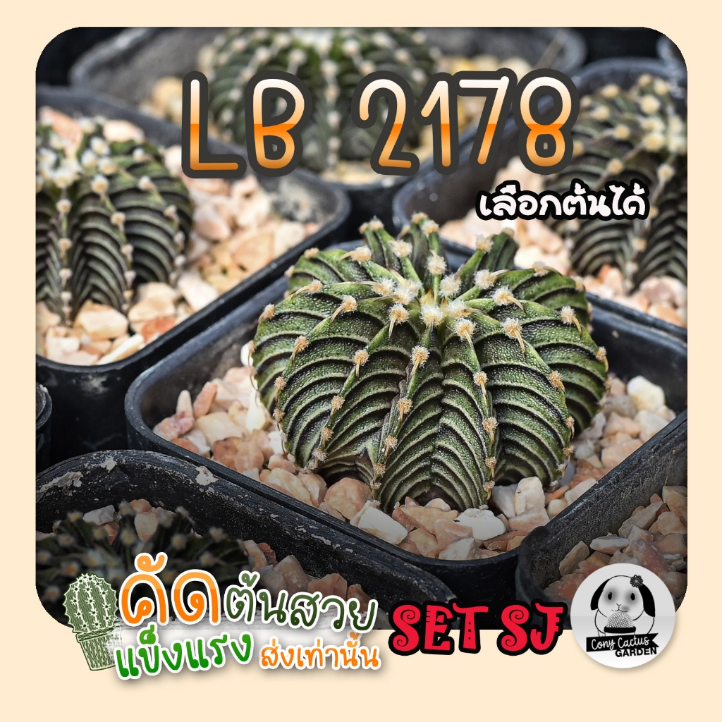 ยิมโน LB2178 (เลือกต้นได้) แอลบีแท้ Set SJ ( ต้นกระบองเพชร Gymnocalycium mihanovichii LB2178) ต้นแคคตัส