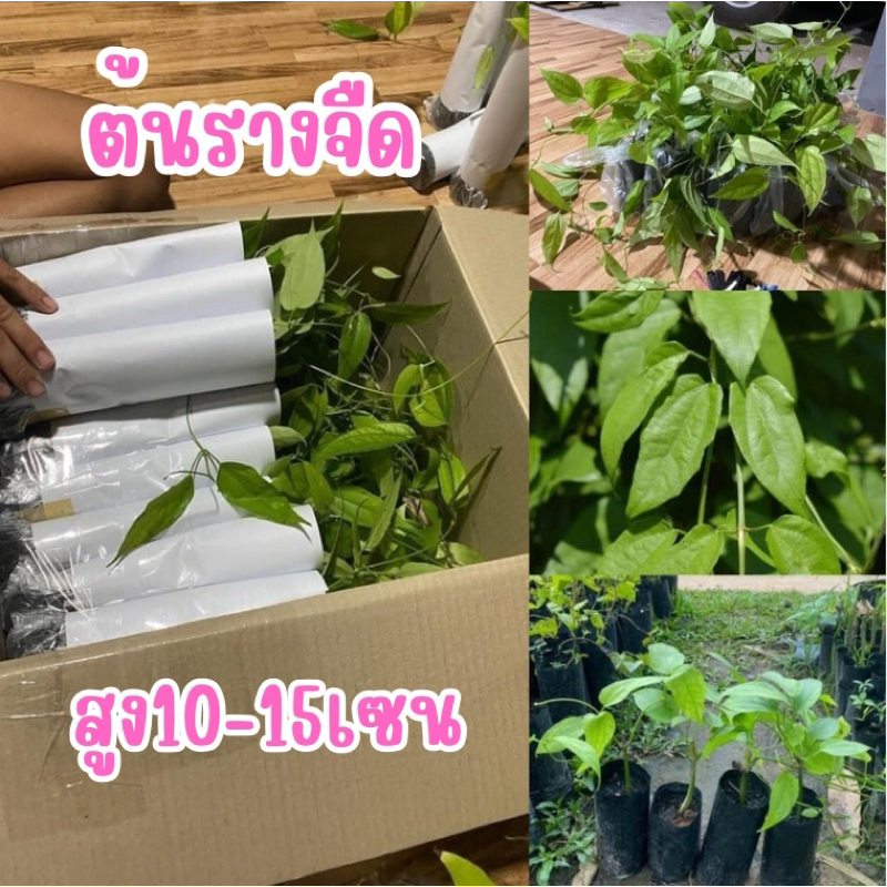 🌳ต้นรางจืดราชาแห่งการถอนพิษ ต้นลงถุงดำ ต้นสวยแข็งแรง