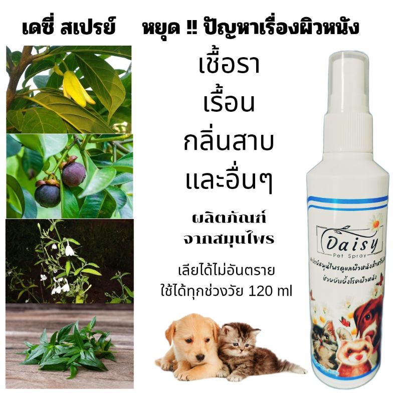 เดซี่สเปรย์เชื้อราแมวสุนัข