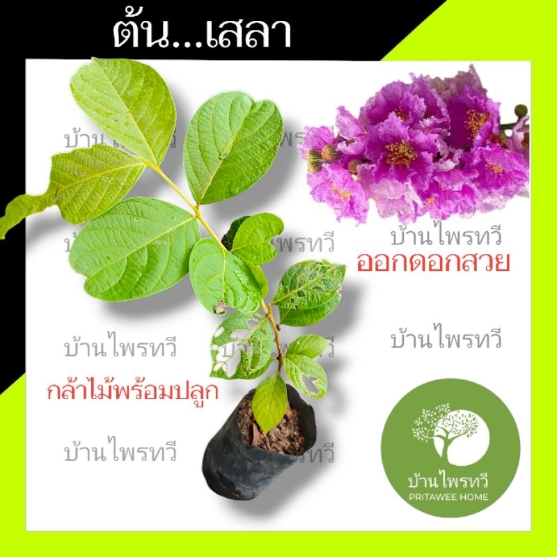 ต้นเสลา กล้าไม้พร้อมปลูก ไม้มงคล ไม้ประราชทาน จังหวัด นครสวรรค์ เสลา ตะกูล ต้นตะเเบก ต้นอินทนิลน้ำ ..