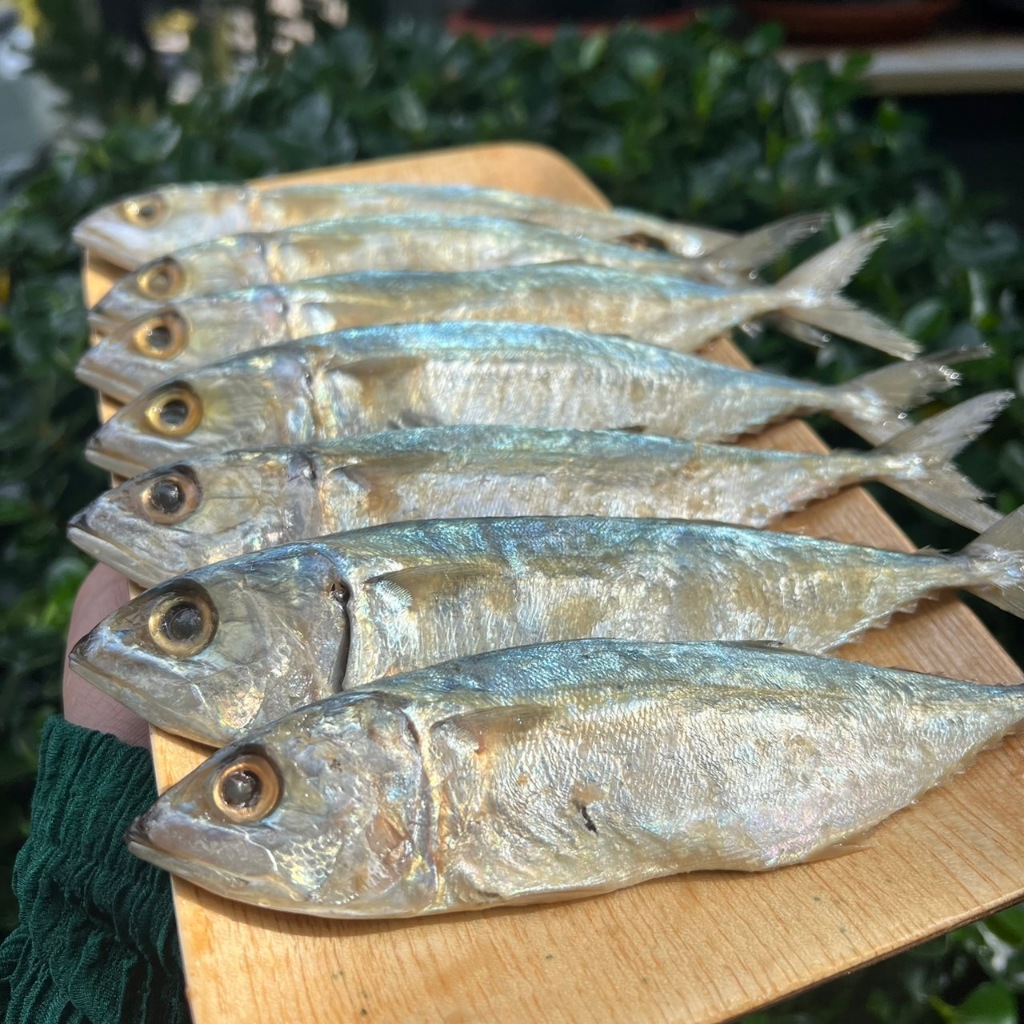 ปลาทูมัน สดใหม่ เนื้อหวานมันอร่อย ไม่เค็ม ส่งตรงจากทะเลปราณบุรี