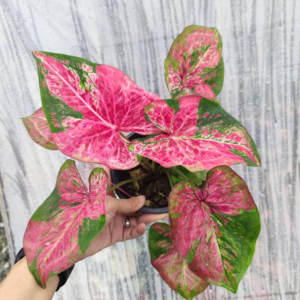 อสงไขย บอนสีเคยแรร์ มีให้เลือกทั้งต้นเล็กต้นใหญ่ Caladium