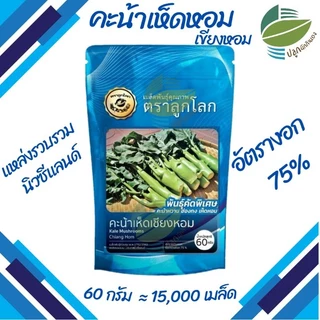 คะน้าเห็ดหอม คะน้าหวาน คะน้าฮ่องกง แหล่งรวบรวมนิวซีแลนด์