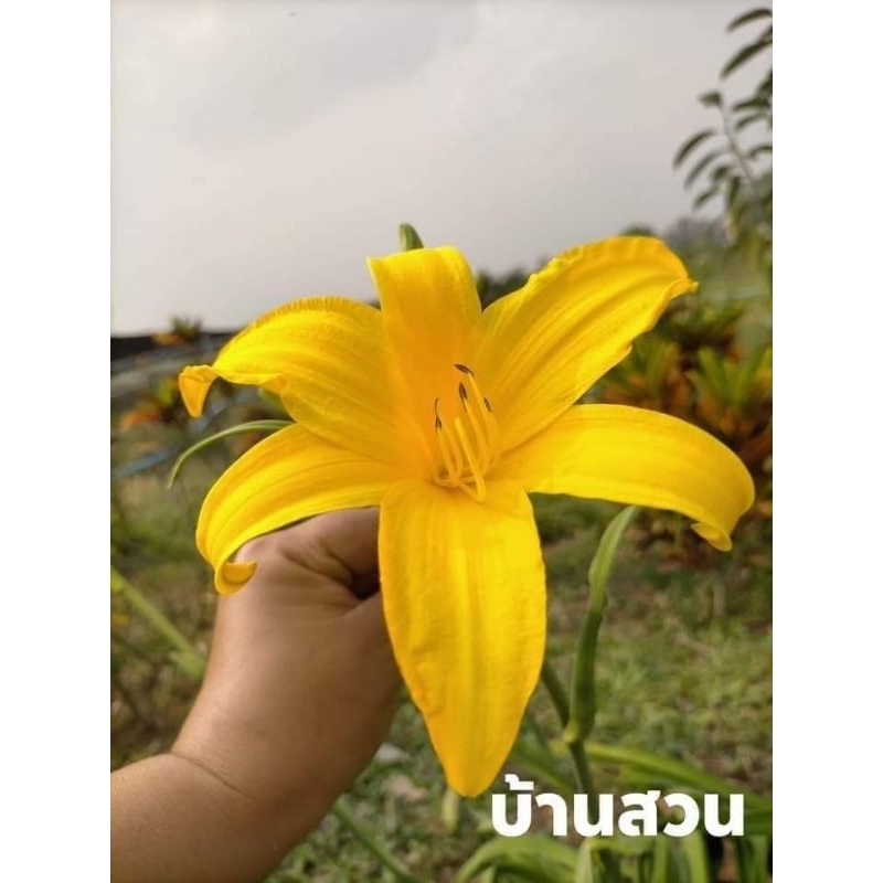 ต้นดอกไม้จีน สีเหลือง 2ต้น/ชุด