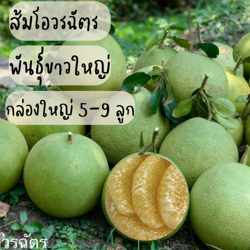 [พร้อมส่ง] ส้มโอขาวใหญ่อัมพวา กล่องใหญ่ - GIFT SET