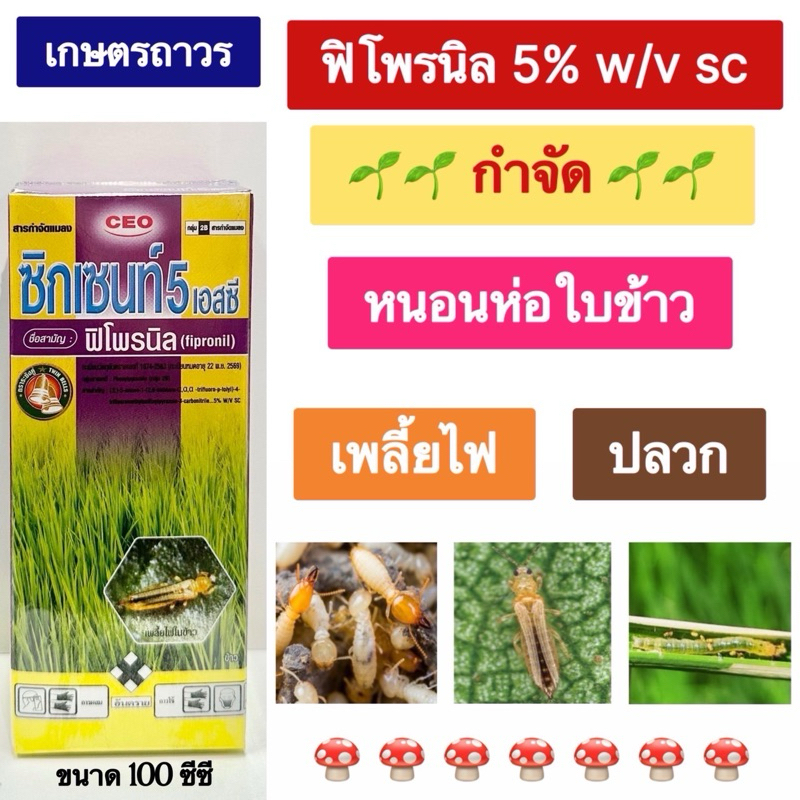 ซิกเซนท์ 5 SC สารฟิโพรนิล ขนาด 100ซีซี เป็นยาเย็นกำจัดได้ทั้ง หนอนห่อใบข้าว เพลี้ยไฟ และปลวก