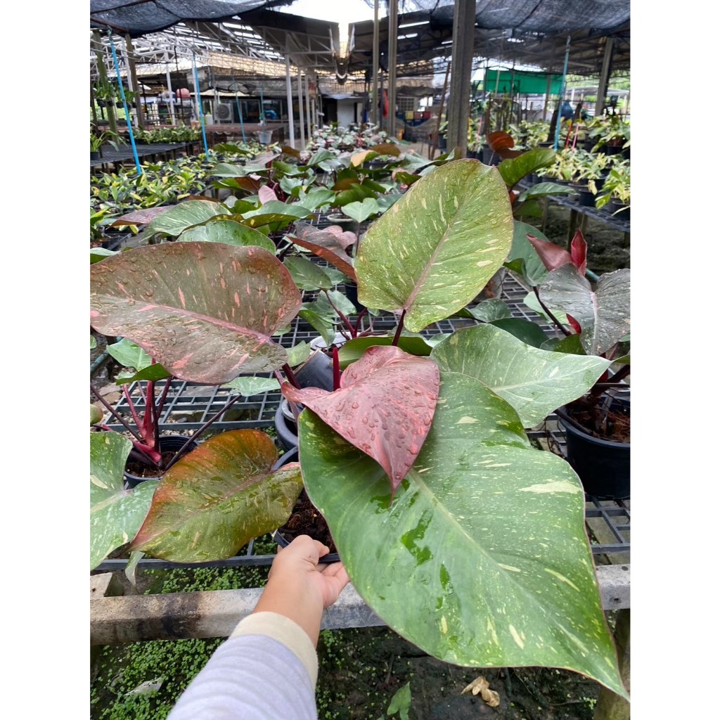 ฟิโลเดนดรอน ออเร้นจ์ ปริ้นเซส Philodendron Orange Princess Marble