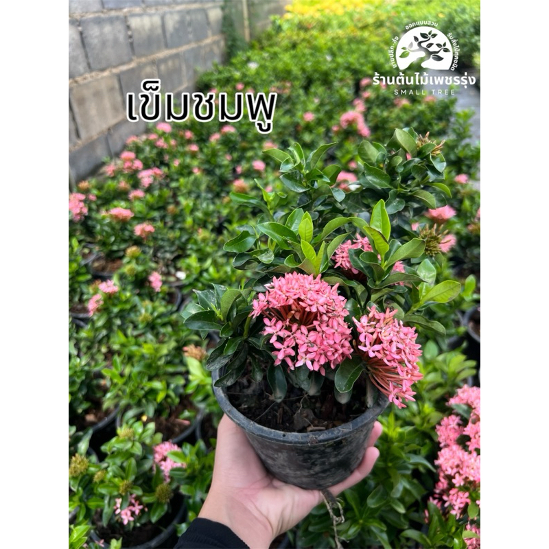 เข็มชมพู เข็มชมพูพิษณุโลก กระถาง 6 นิ้ว 🌷 ต้นกล้าแข็งแรง โตเร็ว พร้อมปลูก