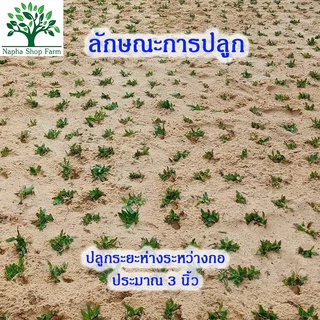 หญ้าไทเป พื้นที่ปลูก 5 ตารางเมตร ได้หญ้าหนัก 2.5 kg ถอนเช้า ส่งบ่ายทุกวัน ปลูกแล้วไม่ได้ตัดหญ้า 100%