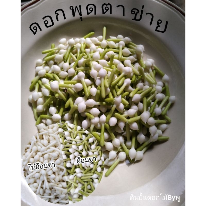 ดอกพุดตาข่ายดินไทย5มิล2เซนครึ่ง 1000ดอก มีย้อมขา/ไม่ย้อมขา