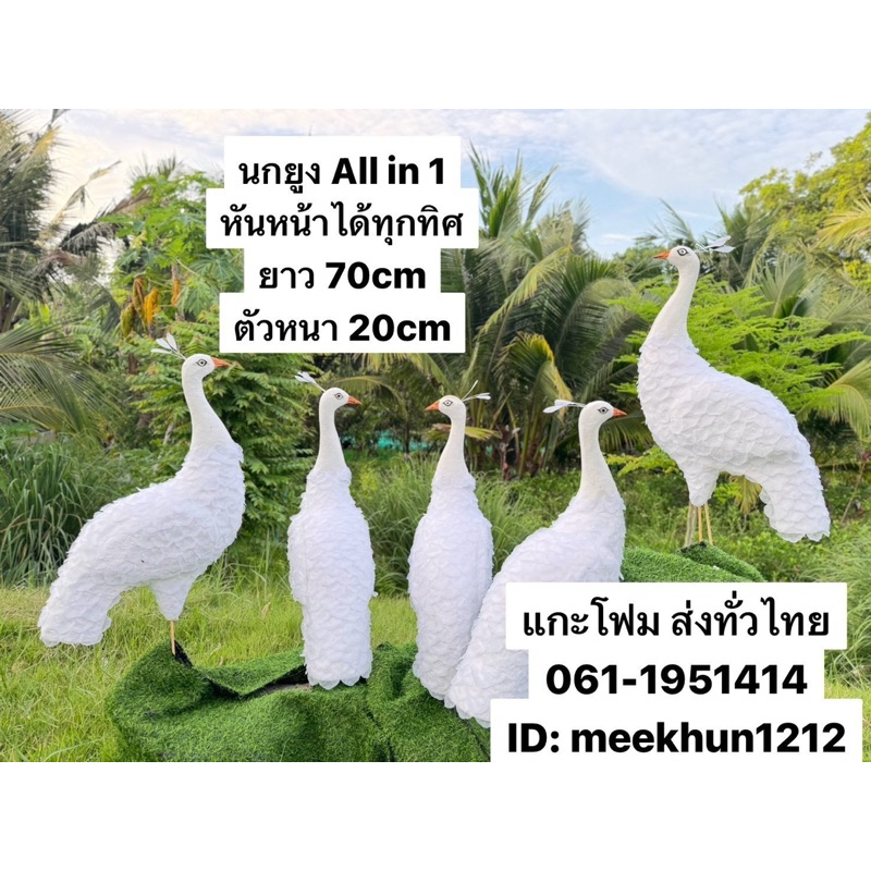 นกยูง #ราชินีนกยูง #นกยูงโฟม