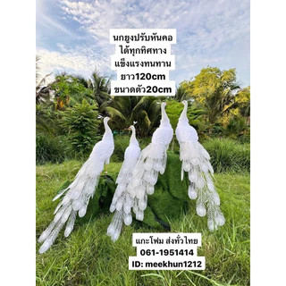 นกยูง #นกยูงโฟม #Peacock