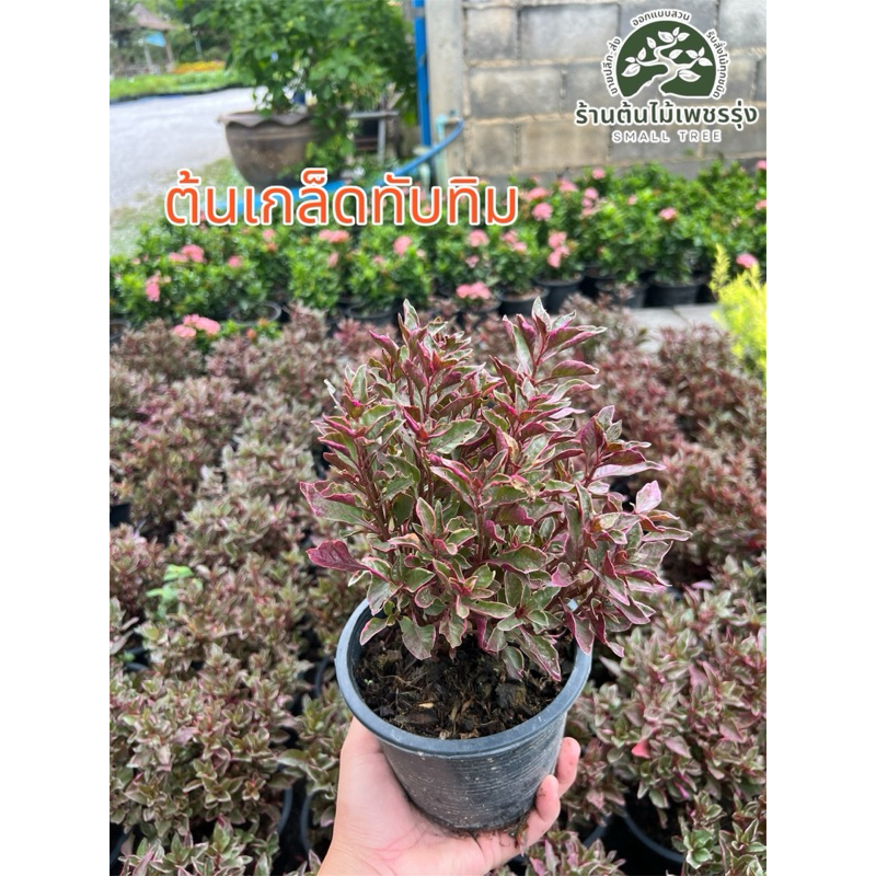 ต้นเกล็ดทับทิม ไม้มงคล 🌷 ต้นกล้าแข็งแรง โตเร็ว พร้อมปลูก ต้นไม้ดอกไม้ประดับ 🚚การขนส่งเสียหายทางร้านเปลี่ยนสิ้นค้าให้ใหม่