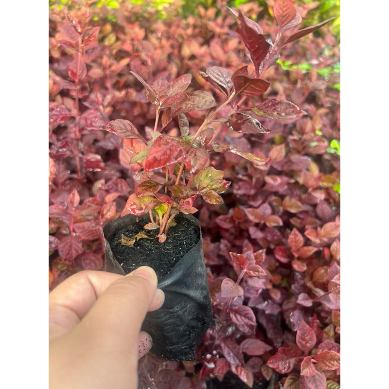 ต้นแดงชาลี แดงชาลี ขนาด 10-15 ซม ถุง 2 นิ้ว รากออกเยอะแล้ว - รูปที่ 2