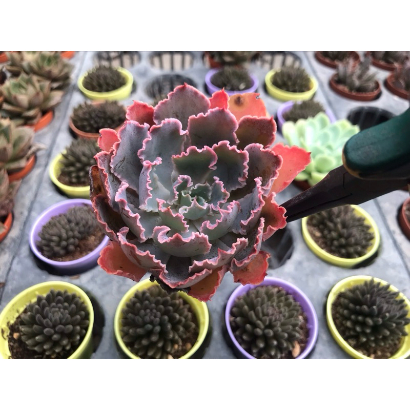 Echeveria Neon สีม่วงพาสเทล