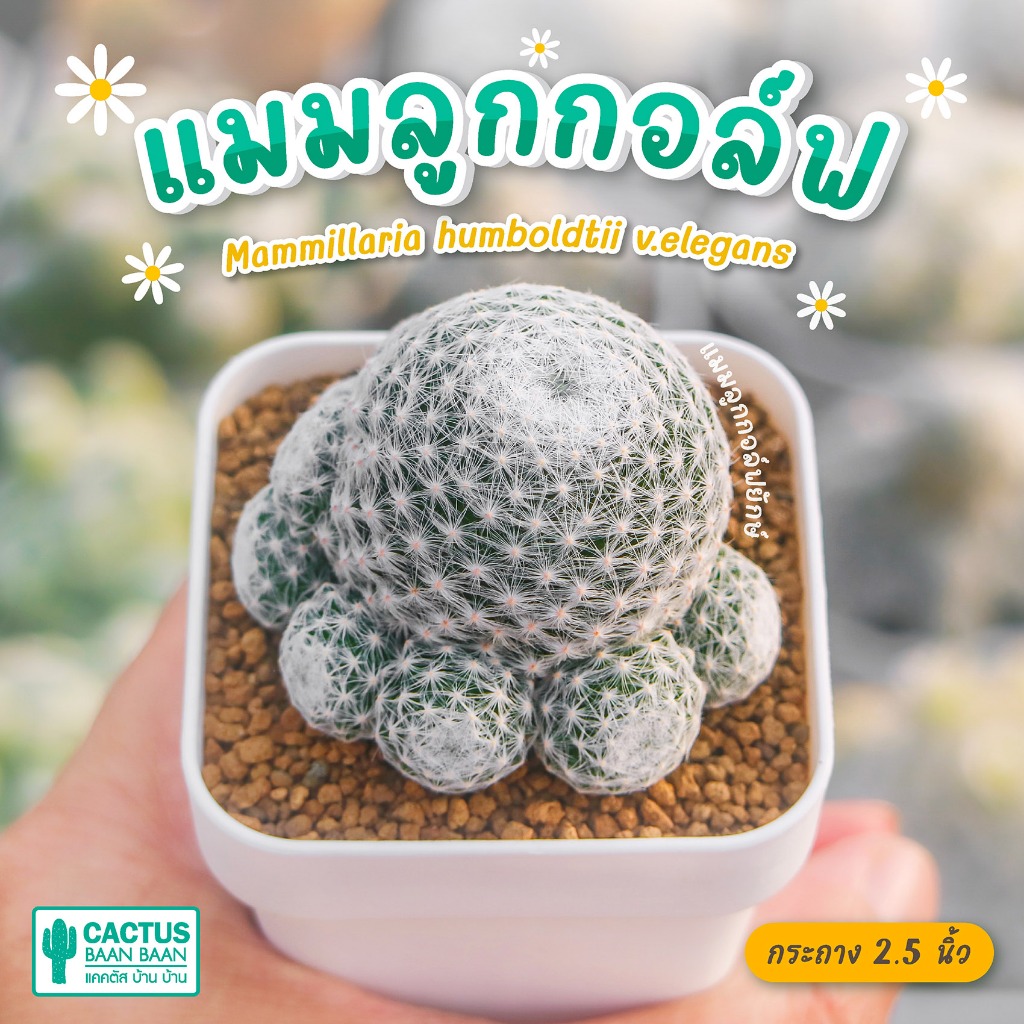 แมมลูกกอล์ฟยักษ์ อิลิแกนซ์ (Mammillaria humboldtii v.elegans) กระถางสีขาว