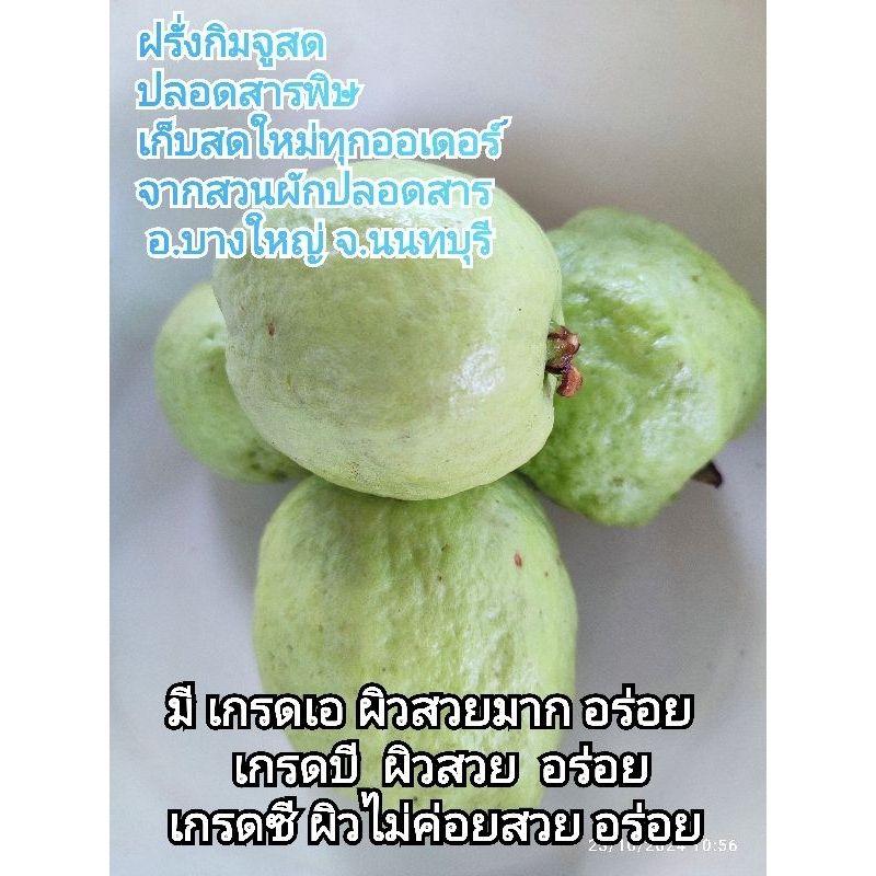 ฝรั่งกิมจูปลอดสาร100% เก็บสดใหม่ทุกออเดอร์ ส่งเร็ว แพคละ 1ก.ก.