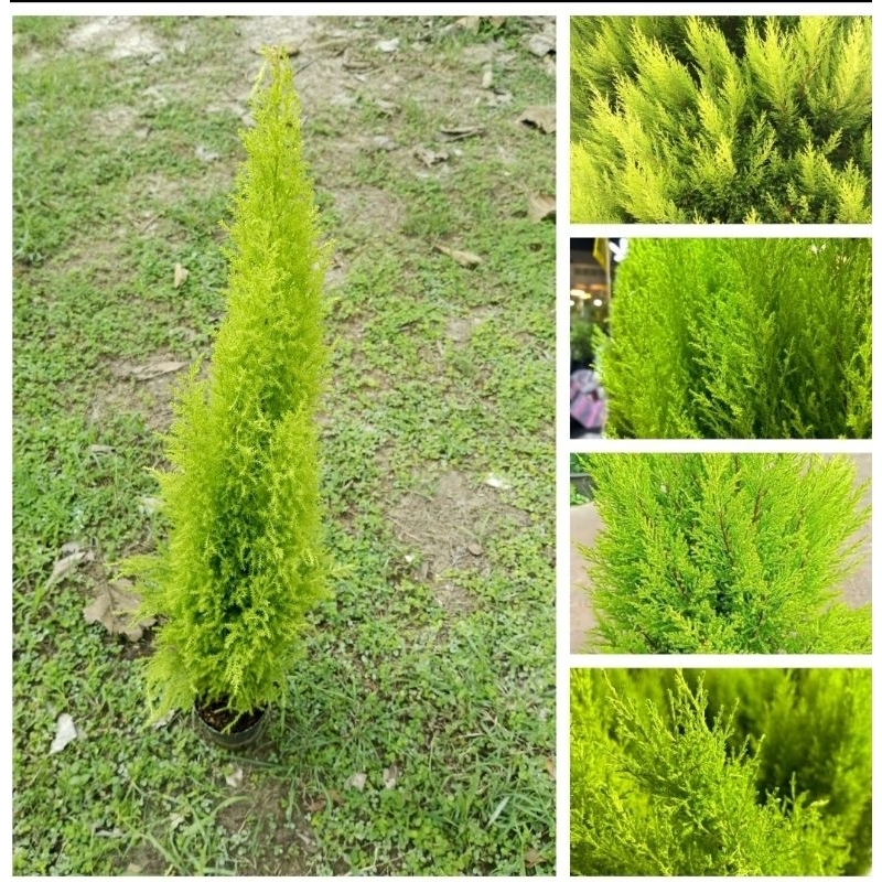 ต้นสนเลม่อนหรือสนมะนาว   LEMON CYPRESS ไม้ประดับ ต้นสวย ไม้มีกลิ่มหอมมาก ต้นสูง 50-60ซม