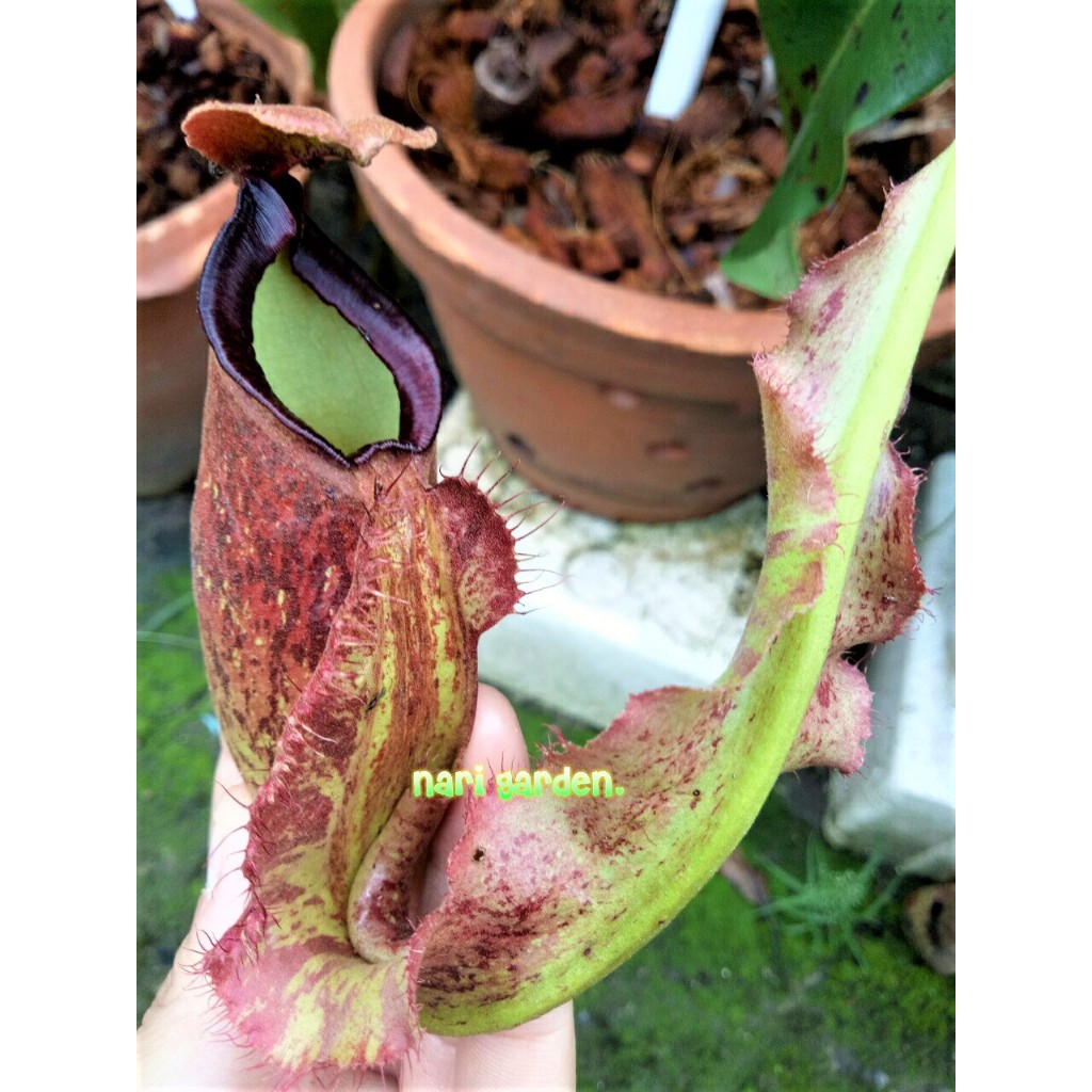 ต้นหม้อข้าวหม้อแกงลิง พันธุ์ N.(mirabillis red x mirabillis wing) x rafflesiana (กระถาง 3 - 10 นิ้ว) ไม้กินแมลง แต่งสวน