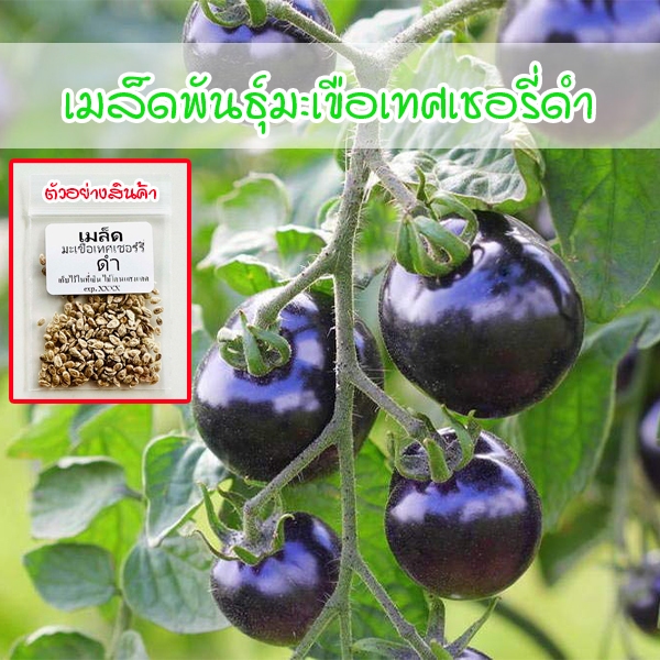 มะเขือเทศเชอรี่ดำ Black Cherry 8-25 เมล็ด สายพันธุ์คุณภาพ ปลูกง่าย (ซื้อ 10 แถม 1 คละได้)