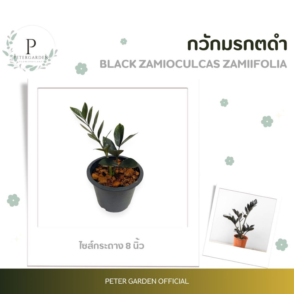 กวักมรกตดำ Zamioculcas Zamiifolia/Zanzibar Gem ไซส์กระถาง 8 นิ้ว