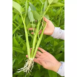 เมล็ดผักบุ้งแก้วสายพันธ์แตกกอ1ต้นแตกกอได้ 3-5 กอเมล็ดคัดพิเศษบรรจุซองละ 400-600 เมล็ดแถมปุ๋ยและวิธีการปลูกให้ทุกออเดอร์