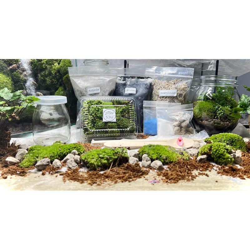 ชุดจัดสวนขวดโหลแก้ว DIY ระบบปิด