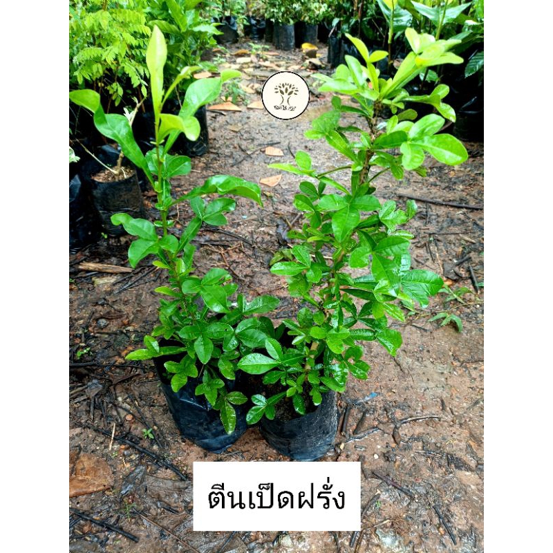 ต้นตีนเป็ดฝรั่ง หรือ น้ำเต้าฝรั่ง