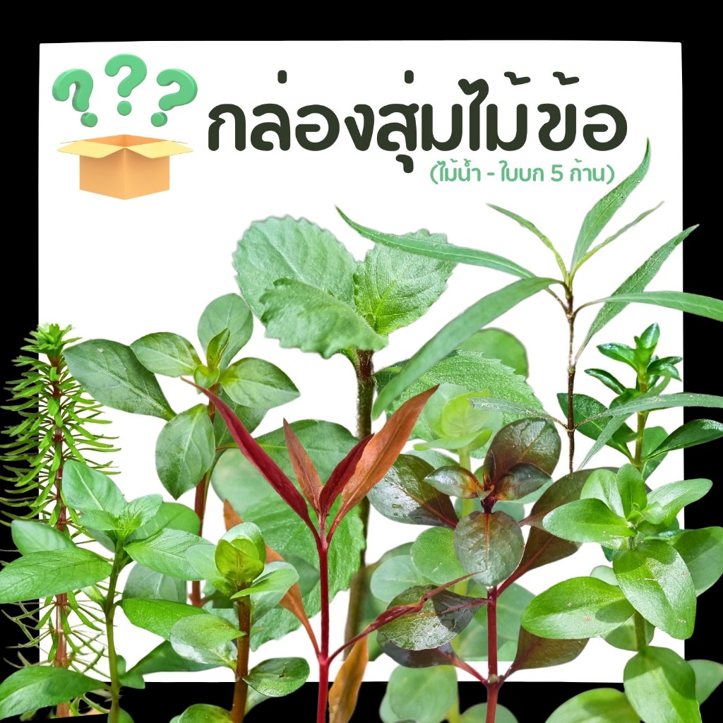 กล่องสุ่มไม้ข้อ 5 ก้าน - Random Box (5 stems) ต้นไม้น้ำ