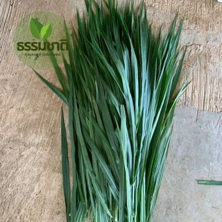 1 กก. หญ้าเนเปียร์สด ปลอดสาร สำหรับเต่า คาปิบาร่า ตัดสดใหม่ ส่งทุกวัน (หญ้าเหลือง เคลมได้ทุกกรณี ทักแชทก่อนรีวิวครับ)