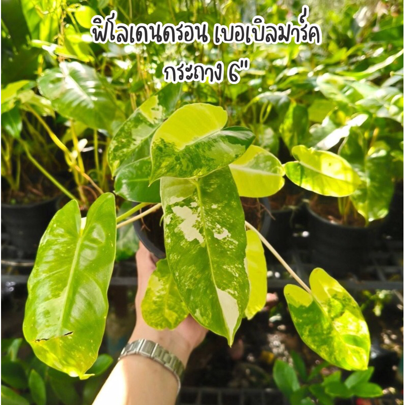 เบอร์เบิ้ลมาร์ค Philodendron burle marx ลายสวย