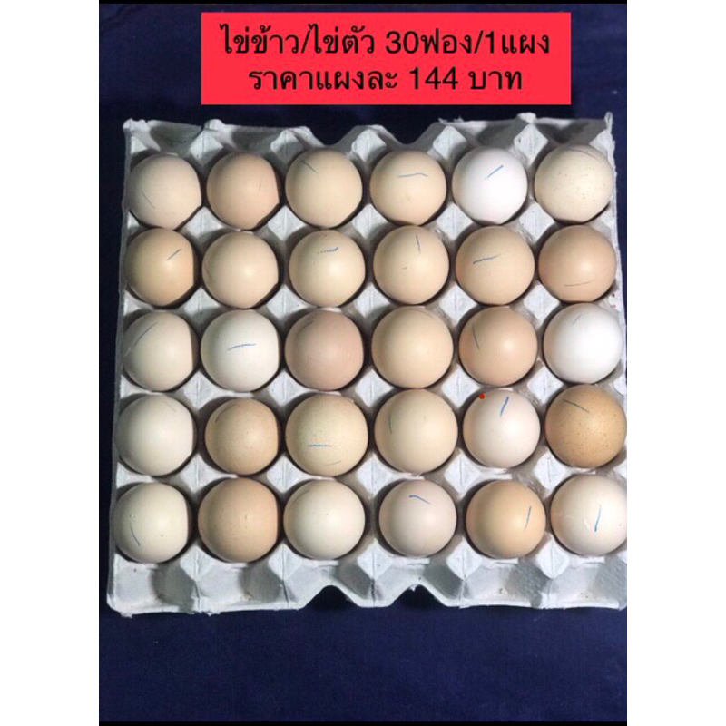 ไข่ข้าว/ไข่ตัว🐣ไข่ไก่ราคาส่ง1แผง🔥ราคา144บาท🔥#ไข่ฮ้างฮัง#ไข่ลูกอ่อน#ไข่ข้าวไข่ตัวนึ่งสุก