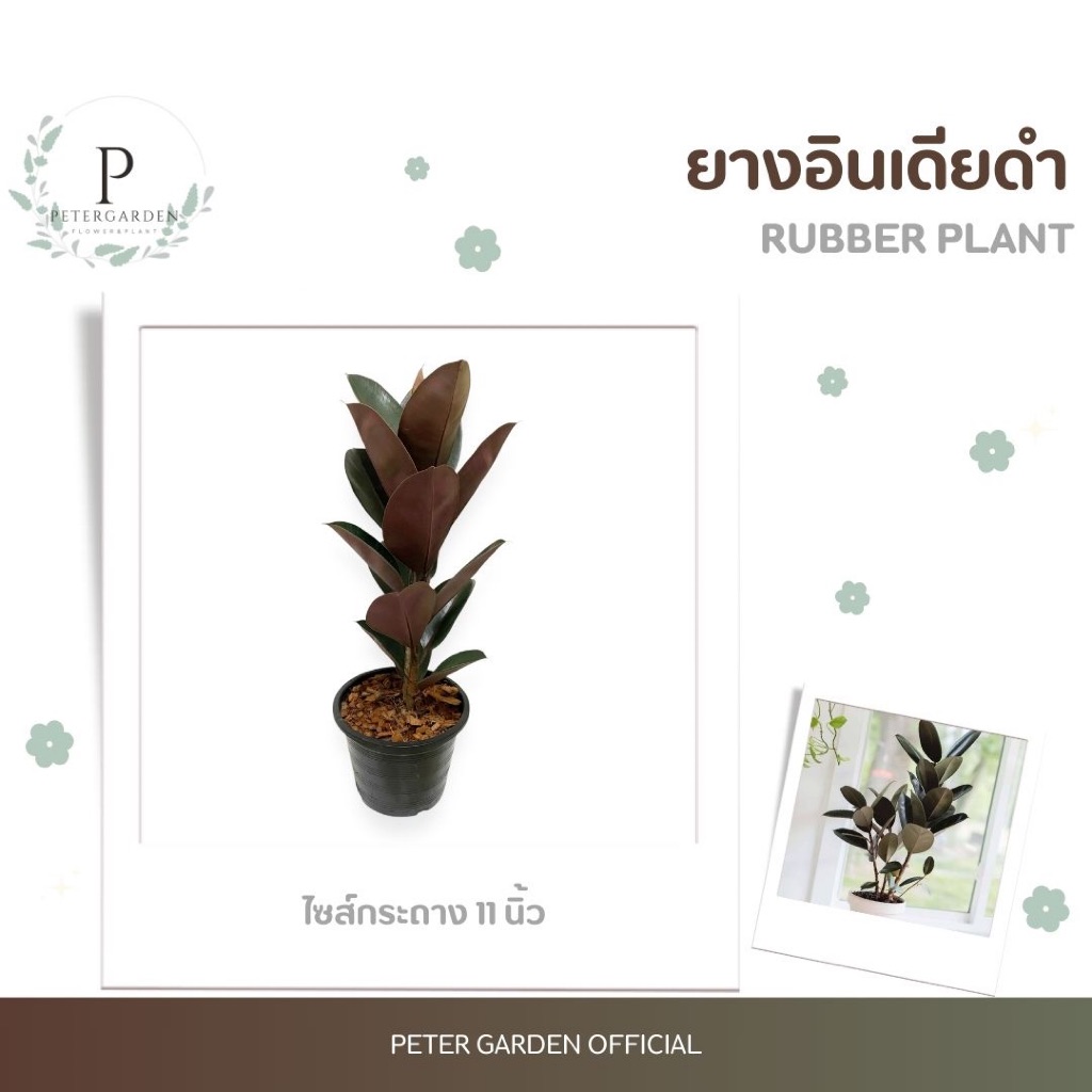 ต้นยางอินเดียดำ Rubber Plant สูง 60-80 cm ไซส์กระถาง 11 นิ้ว