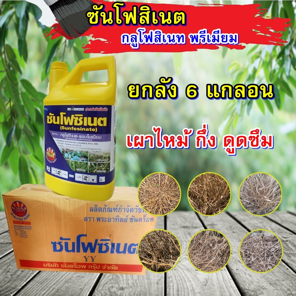 ซันโฟซิเนต ยกลัง 6แกลอน กลูโฟ น้ำฟ้าใส สูตรพรีเมียม กำจัดหญ้าแบบน๊อคกึ่งซึม