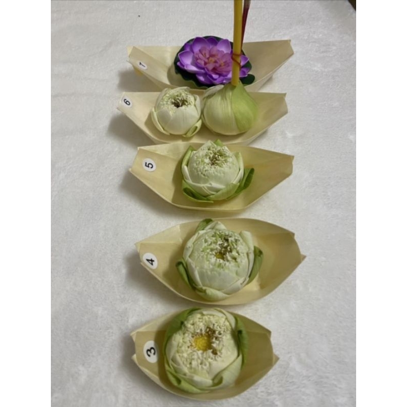 Greenearth*ลอยน้ำได้* กระทงไม้ จานเรือเยื่อไม้ จานทาโกะยากิ ถาดเรือ ขนาด 2.5-9 นิ้ว (แพ็คละ 50 ใบ)