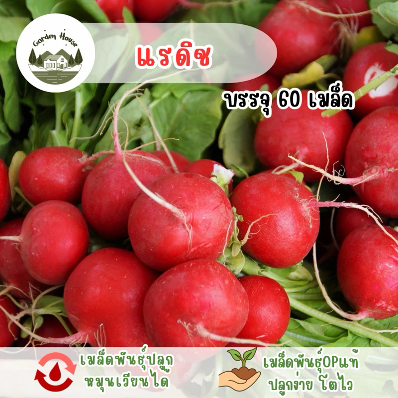 ราคาถูกที่สุด แรดิช 60 เมล็ด