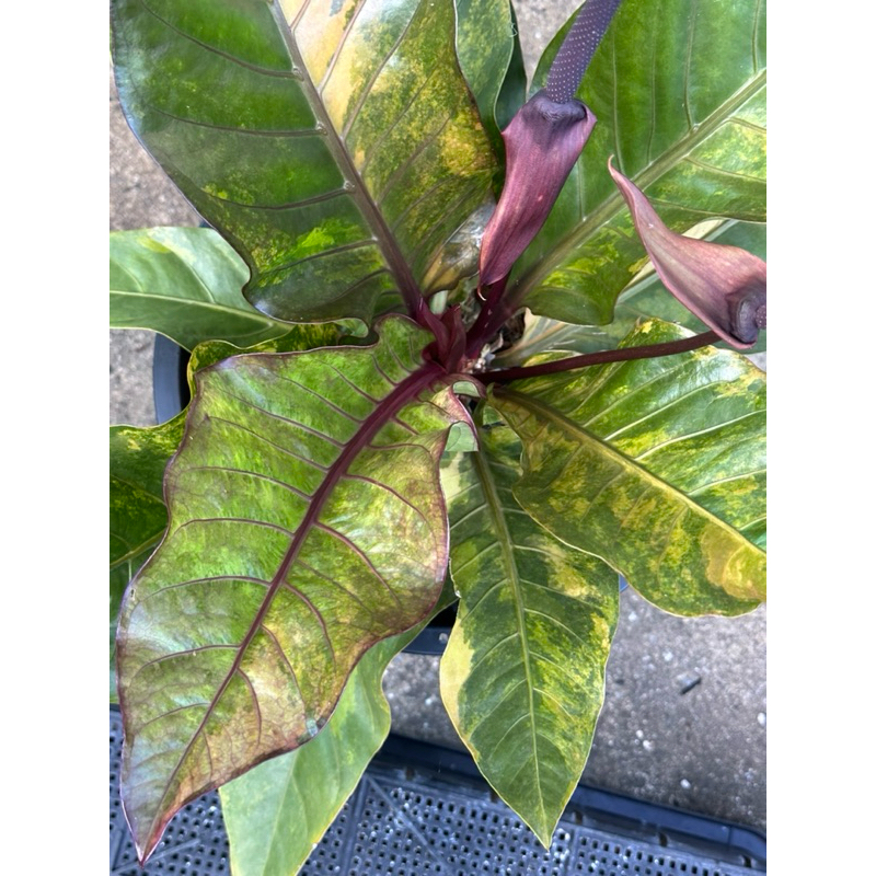 ต้นโชคเก้าชั้นด่างเหลืองส้มดำ/Anthuruimhybrid