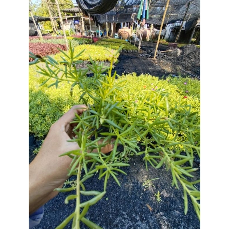คุณนายตื่นสายคละสี1ถุงดำเล็ก2นิ้วไม้ประดับ