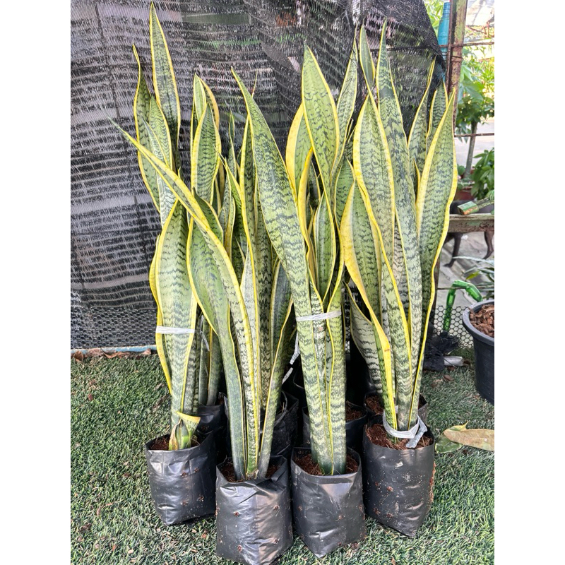 ต้นลิ้นมังกรไม้ฟอกอากาศ Snake plant (Sanseveria Laurentii) : ลิ้นมังกร หรือ Belgian curtains ไม้ฟอกอากาศเลี้ยงง่าย