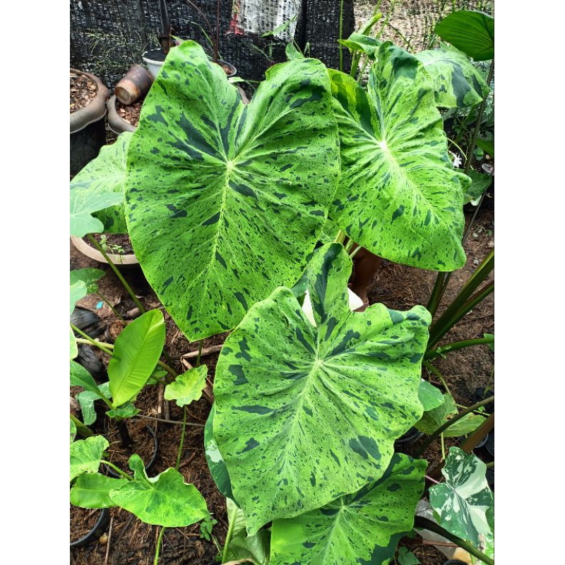 Colocasia green jaguar