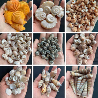 หอยเจาะ 50 ชนิด DIY วัสดุงานฝีมือเปลือกหอย 50g DRILLED seashells สำหรับตกแต่งสวน
