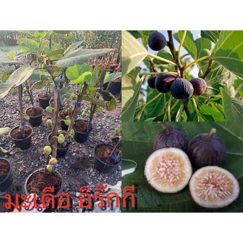 มะเดื่อฝรั่ง ติดผลแล้ว ส่งทั้งกระถาง รอบนี้ของมีมาไม่เยอะจ้าา