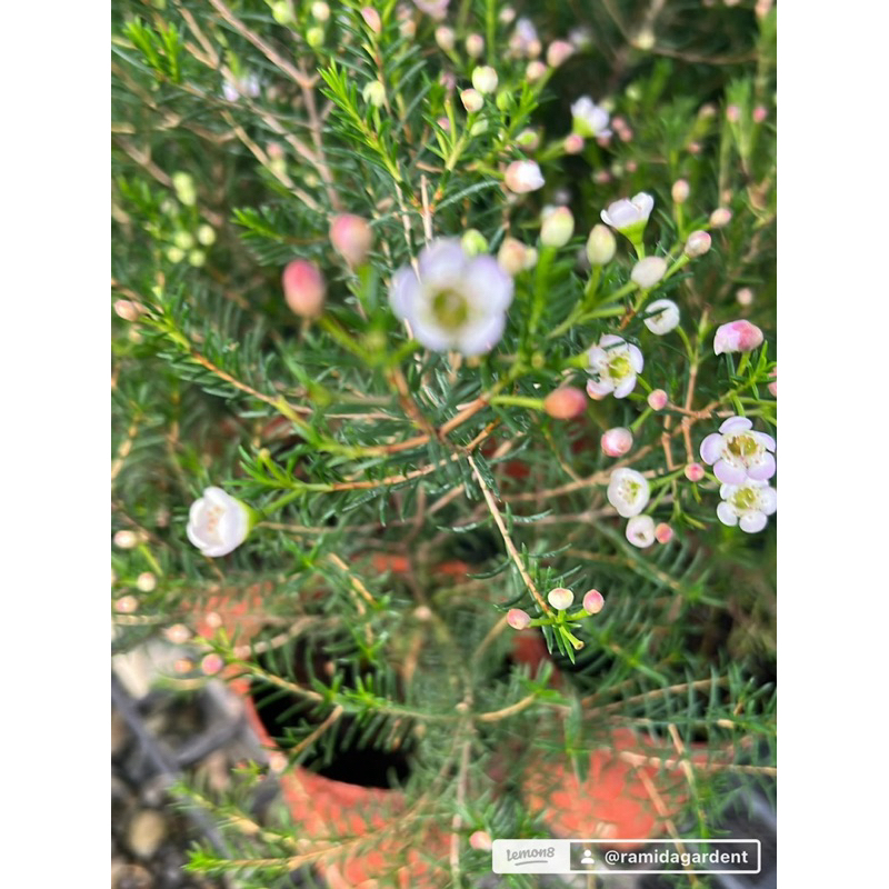 ใบแข็ง รอบใหม่7/12/24 #แวกซ์ฟลาวเวอร์ (Waxflower / Chamelaucium Uncinatum)Waxflowers #แวกซ์ฟลาวเวอร์ ต้นเดี่ยว