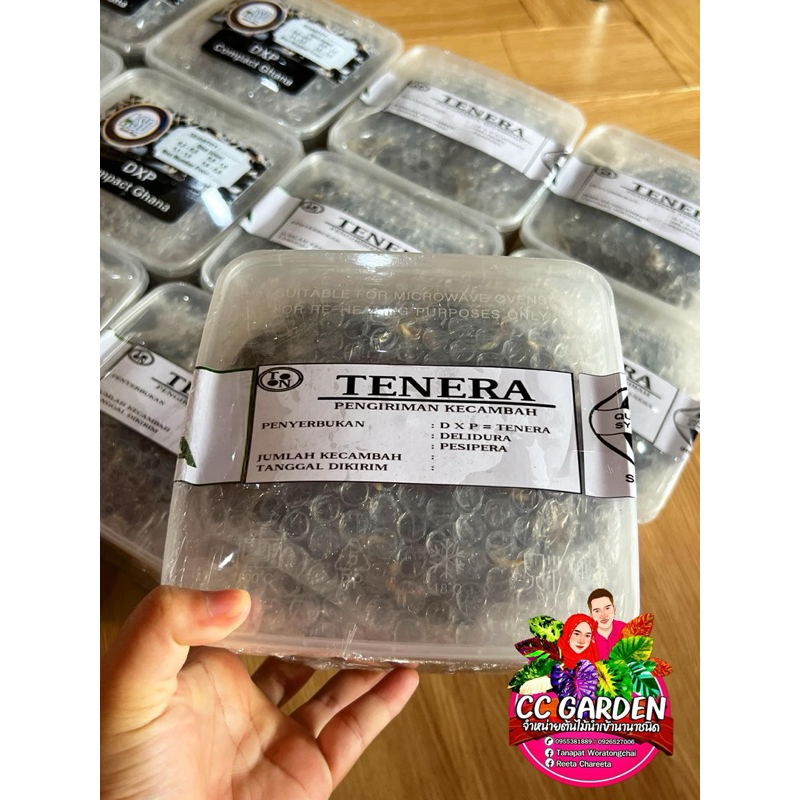 🌴เมล็ดพันธุ์ปาล์มสายพันธุ์ TENERA(มีใบรับรองสายพันธุ์)🌴
