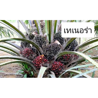 🌴เมล็ดพันธุ์ปาล์มสายพันธุ์ TENERA(มีใบรับรองสายพันธุ์)🌴
