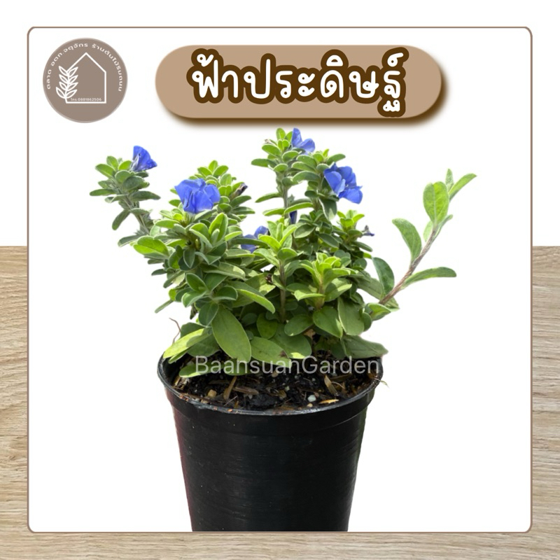 ต้นฟ้าประดิษฐ์ ไม้ดอก กระถาง 3 นิ้ว